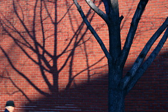 Marronnier Park, Jongno-gu, Seoul, Korea - January 3, 2020: An old man is passing by the red bricks wall with tree shadows at Arko Arts Theater.
