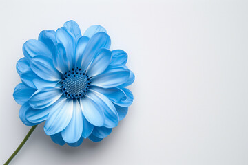  Minimalist blue flower with layered petals on a white background for text overlay