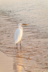 Great egret (Ardea alba), a medium-sized white heron fishing on the sea beach
