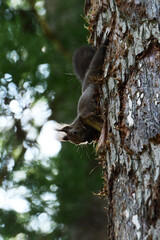 巣材を集める春の母リス