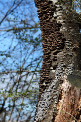 幹に生えるカワラタケ