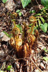 枯れ葉の中から出て来たシダ