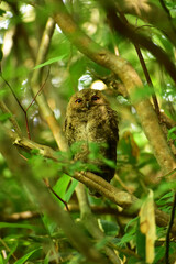 茂みの中のオオコノハズクの幼鳥