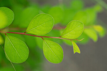 Bright green leaves are perfect for making a background image