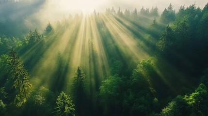 Obraz premium Sunlight Filtering Through Forest Trees