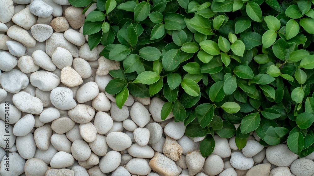 Poster this close-up view showcases a vibrant green bush with small leaves set against a backdrop of neatly