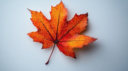 A fallen maple leaf rests isolated on a white background, representing the changing seasons and the fragility of nature.