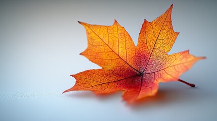 Fototapeta premium A fallen maple leaf rests isolated on a white background, representing the changing seasons and the fragility of nature.
