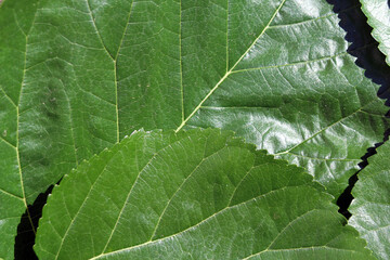 Close-up of green leaves with vein patterns and textures abstract background