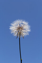 Dandelion seed head weed against a blue sky background