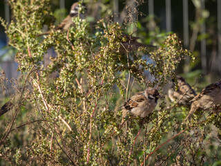 sparrows on plants in autumn