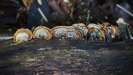 Beautiful color photograph of a row of colorful fungus on an old dead weathered log with a soft,...