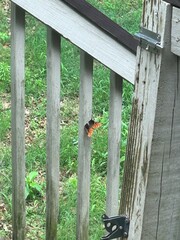 Butterfly on gate 