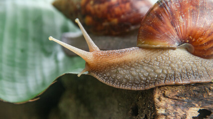 Lissachatina Fulica or land snail belonging to the Achatinidae family. Lissachatina fulica is a species of land snail originating from East Africa