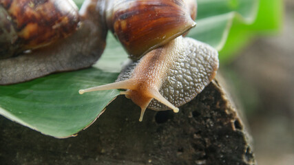 Lissachatina Fulica or land snail belonging to the Achatinidae family. Lissachatina fulica is a species of land snail originating from East Africa