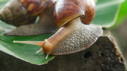 Lissachatina Fulica or land snail belonging to the Achatinidae family. Lissachatina fulica is a species of land snail originating from East Africa