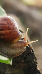 Lissachatina Fulica or land snail belonging to the Achatinidae family. Lissachatina fulica is a species of land snail originating from East Africa