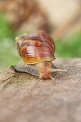 Lissachatina Fulica or land snail belonging to the Achatinidae family. Lissachatina fulica is a species of land snail originating from East Africa