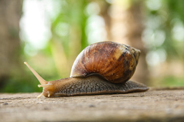 Lissachatina Fulica or land snail belonging to the Achatinidae family. Lissachatina fulica is a species of land snail originating from East Africa