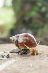 Lissachatina Fulica or land snail belonging to the Achatinidae family. Lissachatina fulica is a species of land snail originating from East Africa