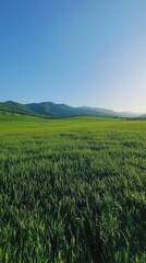 Fototapeta premium Lush Green Field Under Clear Blue Sky with Mountain Range in the Background on a Sunny Day