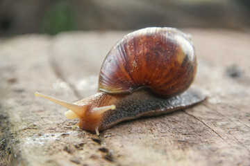 Lissachatina Fulica or land snail belonging to the Achatinidae family. Lissachatina fulica is a species of land snail originating from East Africa
