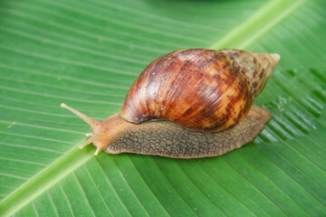 Lissachatina Fulica or land snail belonging to the Achatinidae family. Lissachatina fulica is a species of land snail originating from East Africa