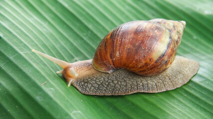 Lissachatina Fulica or land snail belonging to the Achatinidae family. Lissachatina fulica is a...