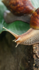 Lissachatina Fulica or land snail belonging to the Achatinidae family. Lissachatina fulica is a species of land snail originating from East Africa