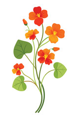 Nasturtium Branch with Beautiful Flowers Vector Illustration on White Background