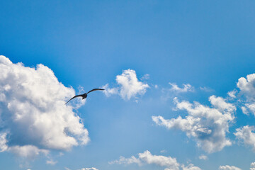 Obraz premium Möve in Wolken - Nordesee - Deich - Wiese - Weide - Natur - Landschaft - Küste - Ebbe - Flut - Gezeiten - Landschaft - Hintergrund - Deutschland - Wattenmeer - Sonnenuntergang - Sunset 