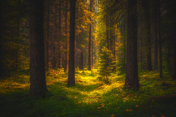 Fototapeta premium A lush green summer meadow bathed in bright sunlight filtering through the trees, evoking feelings of warmth and growth