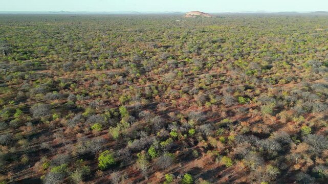 Aerial view mopane savannah during the dry season, Limpopo province, South Africa