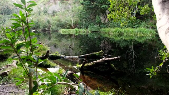Dark nutrient rich water of Disa Kloof trail dam surrounded by lush vegetation