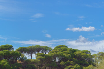 landscape of a pine forest with stone pines and a blue sky with white clouds