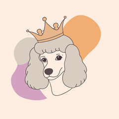 White MINIATURE POODLE dog