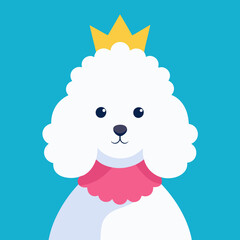 White MINIATURE POODLE dog