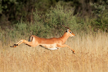 Male impala antelope (Aepyceros melampus) running in natural habitat, South Africa