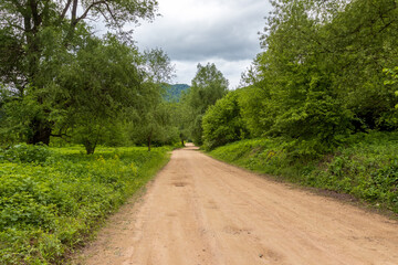nature park , spring mood and a walk through the forest on a sunny day