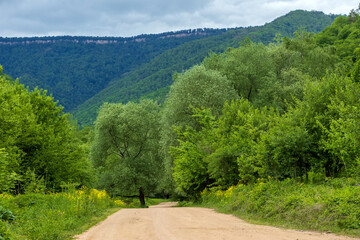 nature park , spring mood and a walk through the forest on a sunny day