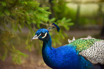 Portrait Peacock, Peafowl or Pavo cristatus, live in a forest natural park colorful spread tail-feathers gesture elegance.