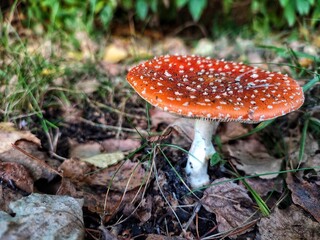 fly agaric mushroom