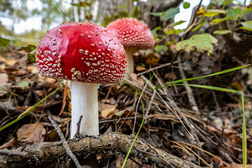 Stockholm, Sweden A Fly Agaric red mushroom in the forest