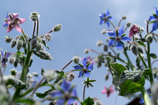 Starflower, Borago officinalis borraja