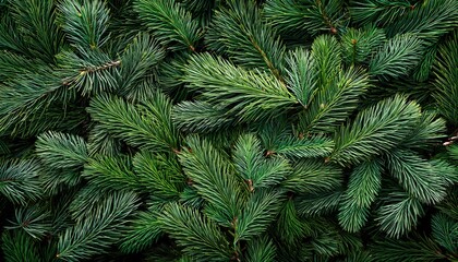 Vibrant backdrop composed of layered pine needles and branches creating a textured three-dimensional effect. © pengedarseni