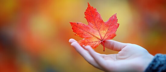 Red Maple Leaf In Hand