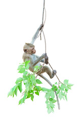 Macaca or baby monkey is dangling and swing, looking like Tarzan on a branch. It's cute, funny, climbing, about to fall from the tree. Isolated on white background with clipping path and transparent