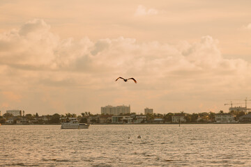 Obraz premium seagulls on the beach