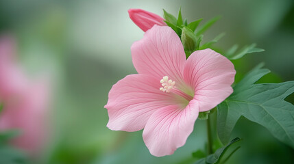 Fototapeta premium Close-Up of Beautiful Soft Pink Flower Amidst Green Foliage 