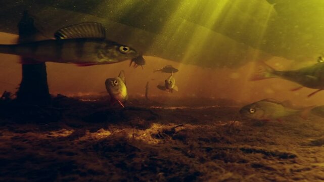 Perch fish underwater. School of perch fish swim in the murky lake